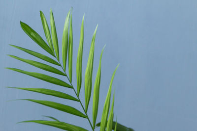 Close-up of green plant