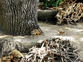 View of an animal on tree trunk