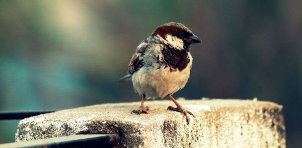 Close-up of bird perching outdoors