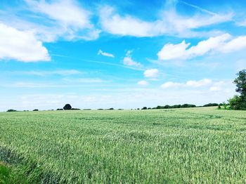 Scenic view of agricultural field against sky