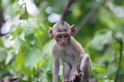 Close-up of monkey