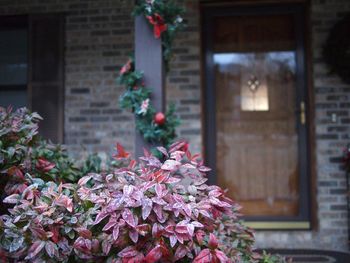 Close-up of pink flowering plant against building