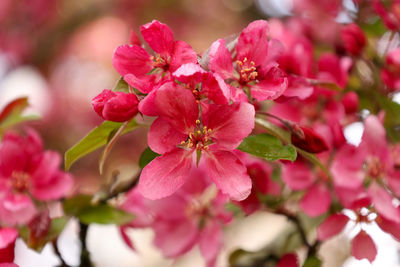 Close-up of pink cherry blossoms