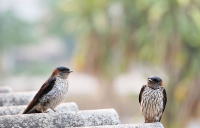 Bird perching on wood