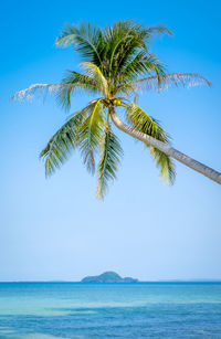 Palm tree by sea against clear blue sky