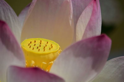 Close-up of pink flower