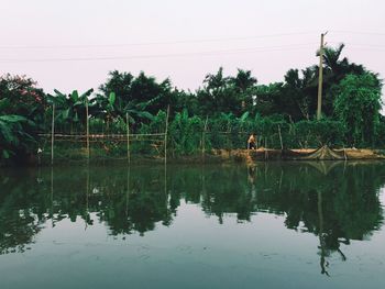 Reflection of trees in water