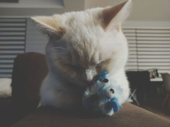 Close-up of cat on sofa at home