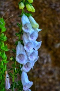 Close-up of purple flowering plant on field