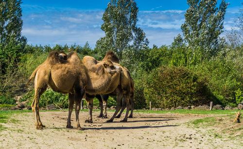 Horses in a farm