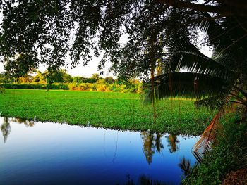 Scenic view of trees on field against sky