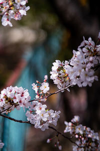 Close-up of pink cherry blossoms