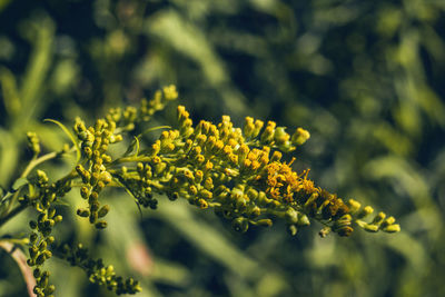 Close-up of plant