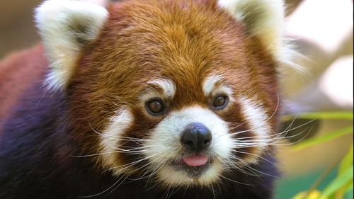 red panda