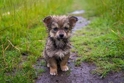Portrait of puppy on grass