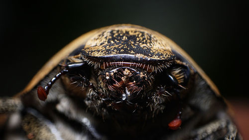 Close-up of spider