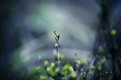 Close-up of plant against blurred background