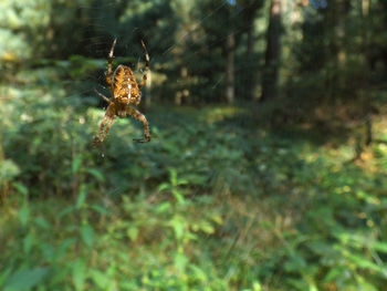 Close-up of spider