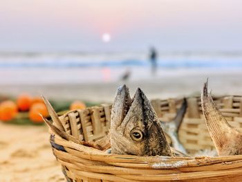 Close-up of fish in basket on beach