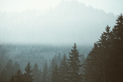 Trees in forest during foggy weather