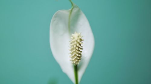 Close-up of white flower against blue background