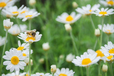 Close-up of honey bee on white daisy flowers