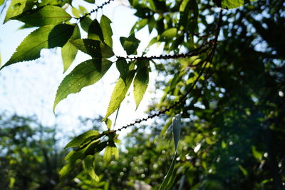 Low angle view of tree against sky