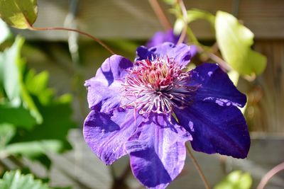 Close-up of purple flower blooming outdoors