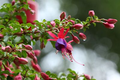 Close-up of red flowering plant