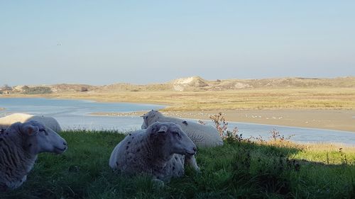 Sheep on a land