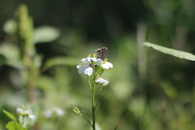 Insect on flower