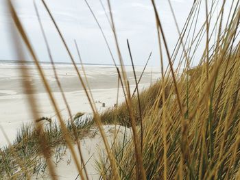 Close-up of grass on beach against sky