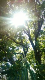 Sun shining through trees