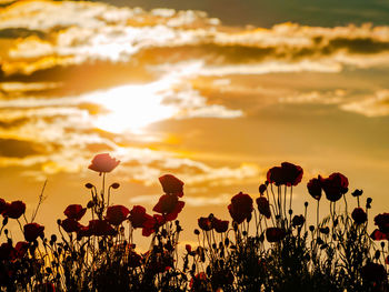 Scenic view of flowering plants on field against sky during sunset