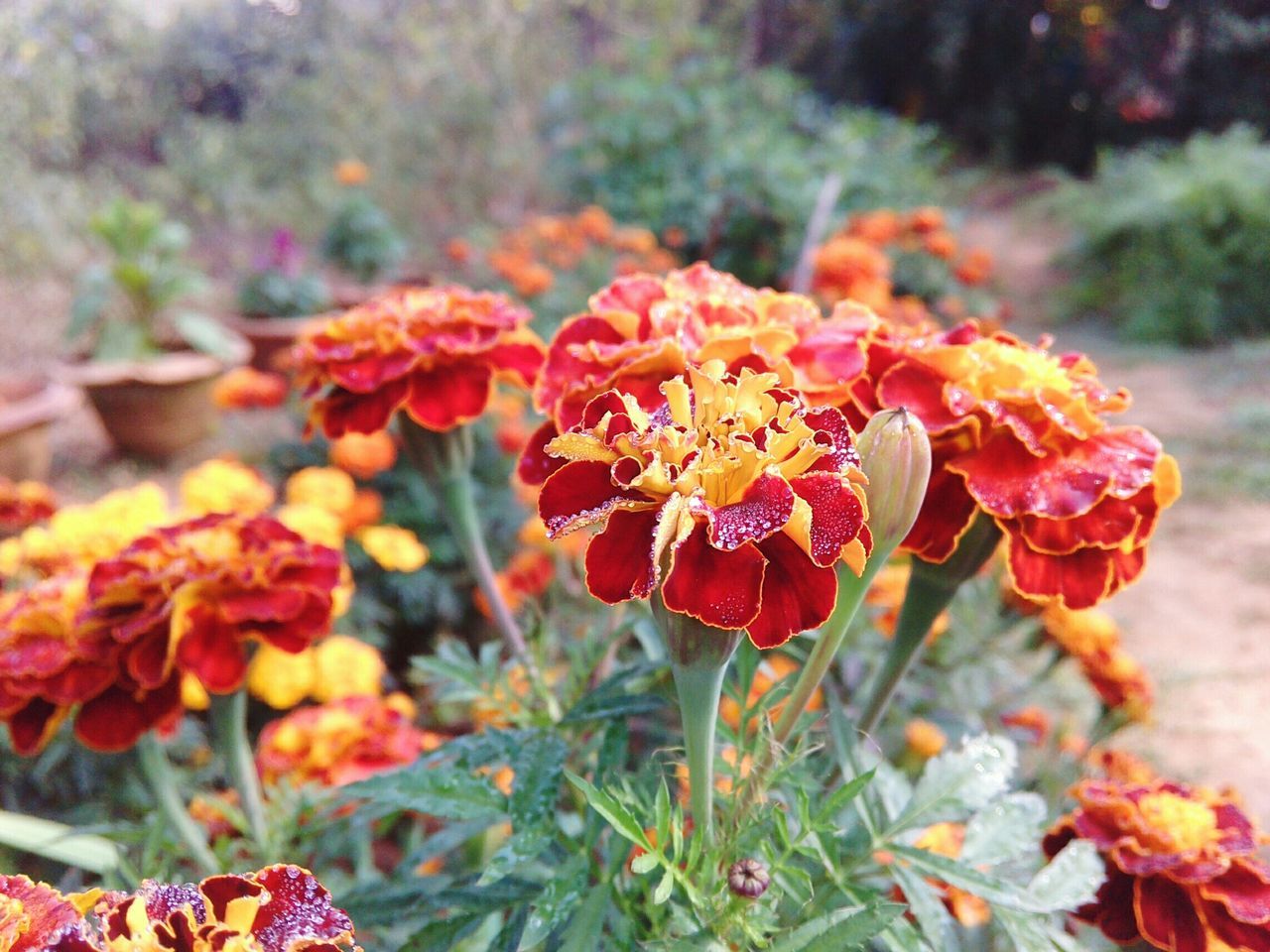 flower, focus on foreground, growth, close-up, fragility, red, plant, beauty in nature, petal, freshness, nature, orange color, flower head, blooming, season, day, outdoors, leaf, no people, in bloom