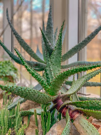 Close-up of succulent plant