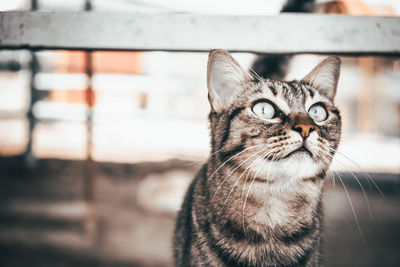 Close-up portrait of a cat