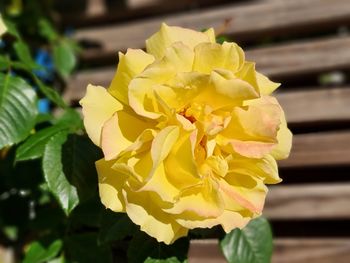 Close-up of yellow flowering plant