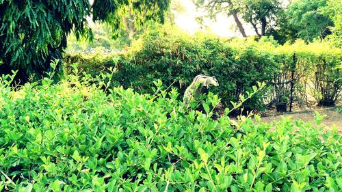 Plants growing on field