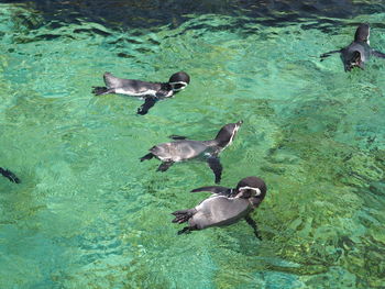 High angle view of duck swimming in sea