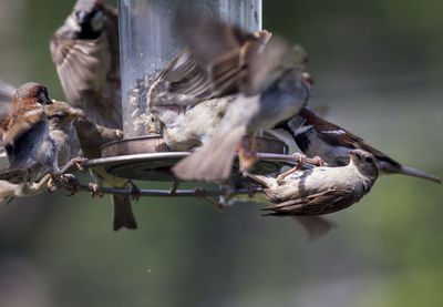 Close-up of birds eating