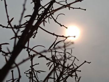 Low angle view of silhouette tree against sky during sunset