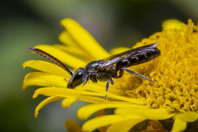 Close-up of insect on yellow flower