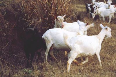 Sheep grazing on field