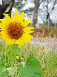 Close-up of sunflower on field