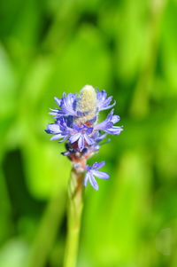 Close-up of purple flowers blooming