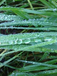 Close-up of water drops on leaf