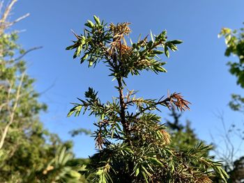 Low angle view of tree against sky