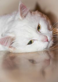 Close-up portrait of white cat resting on floor