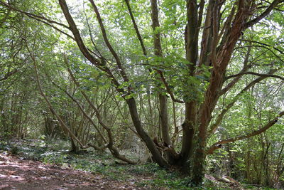 Trees growing in forest